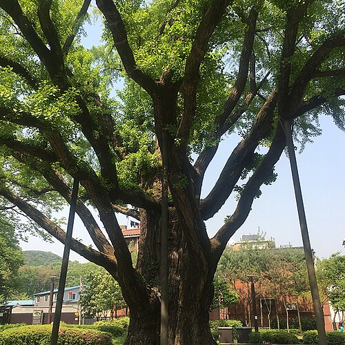 The Banghak-dong Ginkgo
