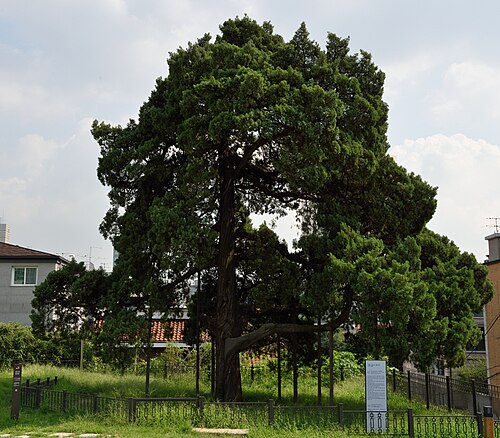 The Hwayang-dong Zelkova