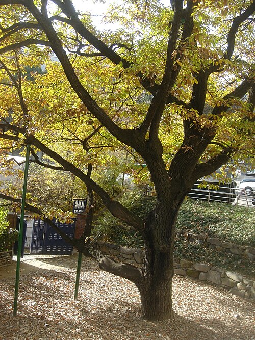 The Sillim-dong Cork Oak