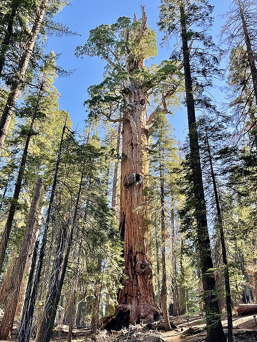 Chief Sequoyah Tree