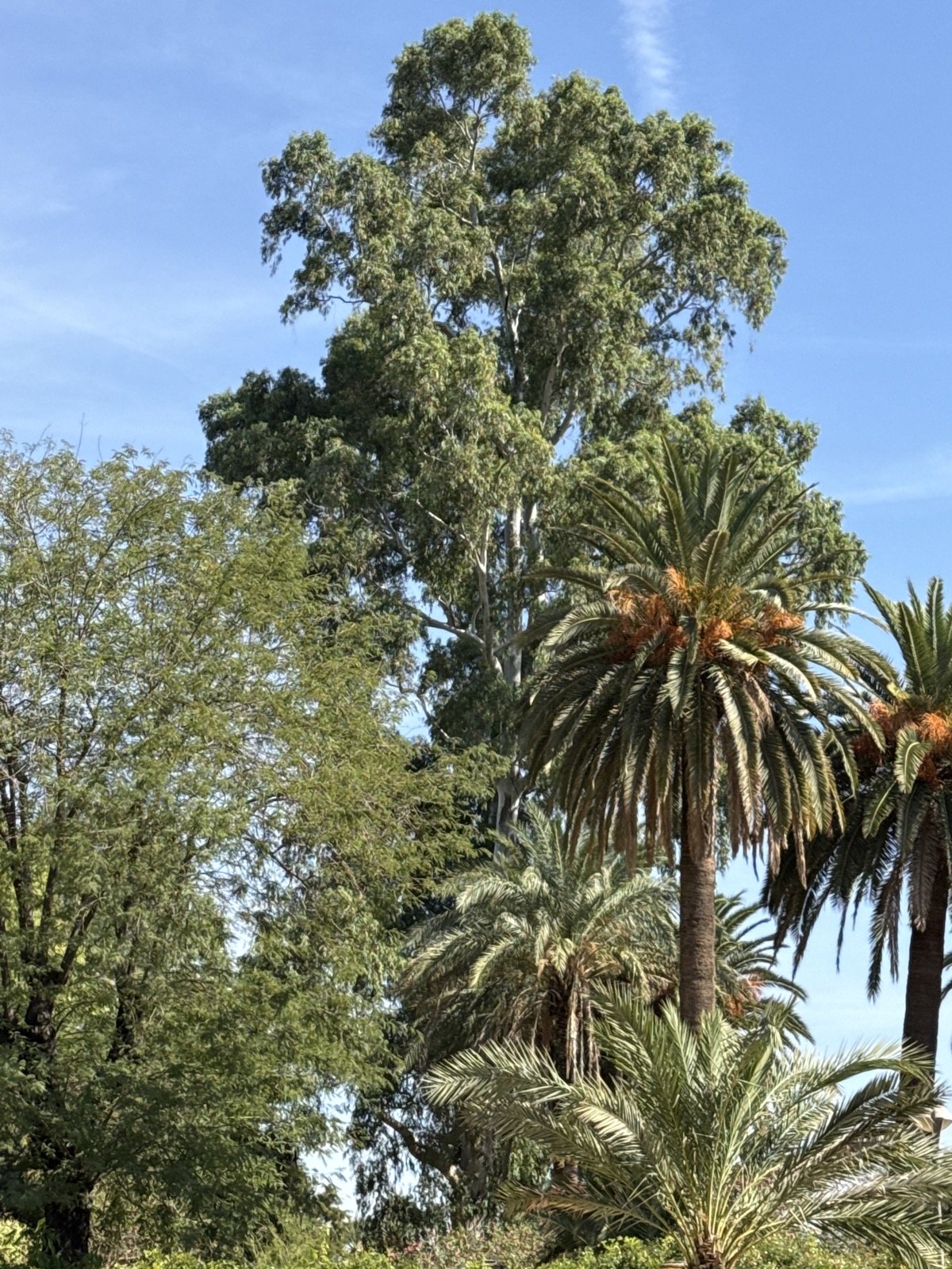 El Gran Capitán