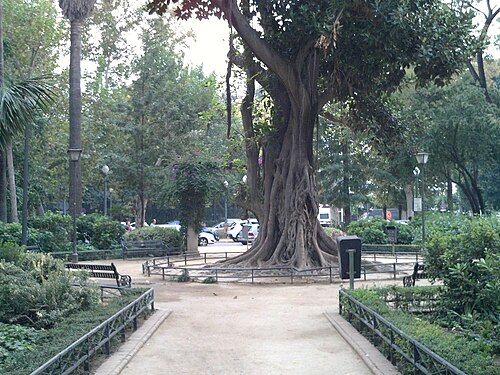 El ficus de la Glorieta de Goya