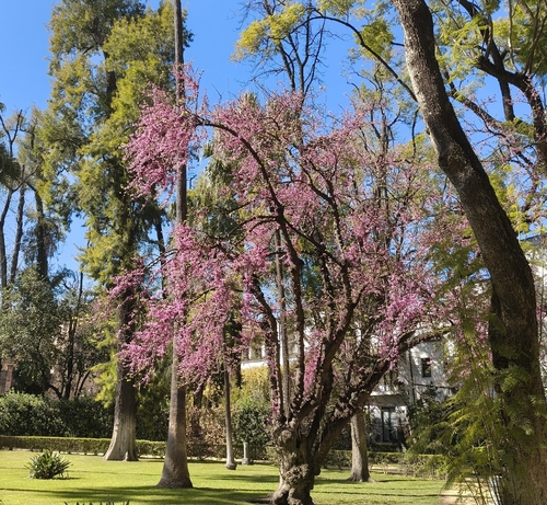 The Judas Tree of the Real Alcázar