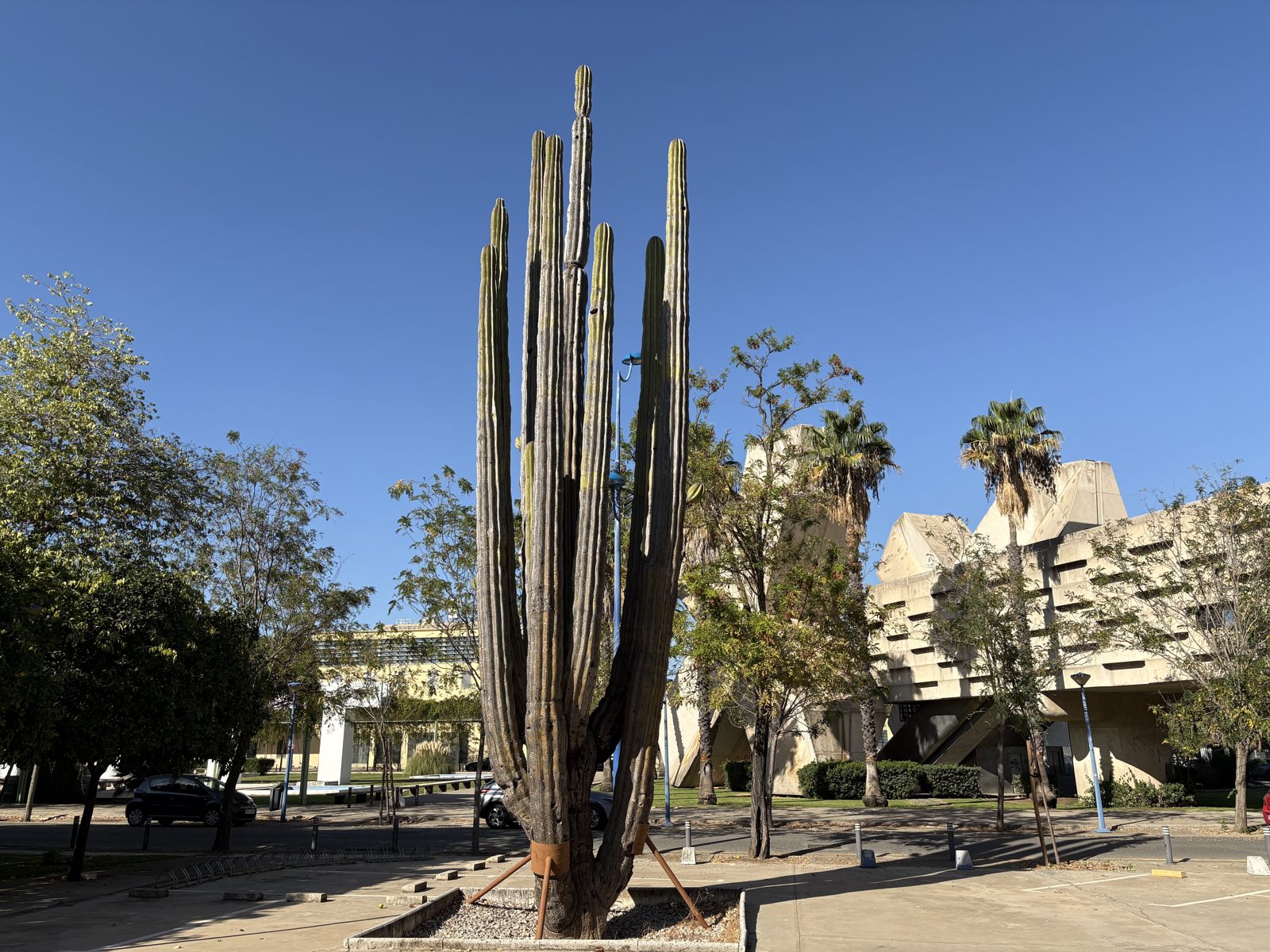 The Cardón of the Expo