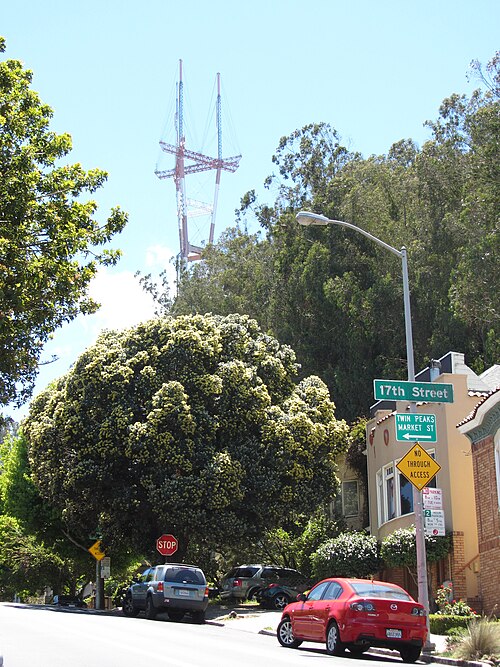 The Yellow Christmas Tree of Stanyan Street