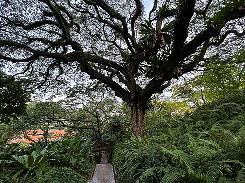 The Fort Canning Rain Tree