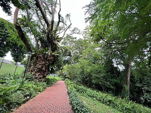 The Fort Canning Madras Thorn