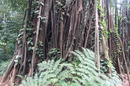 The Johor Fig of the Rainforest