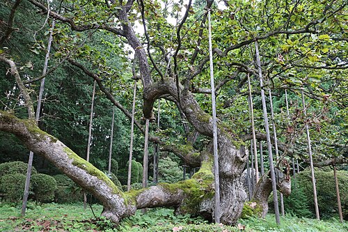 Shogen-in no Sakasa Gashiwa