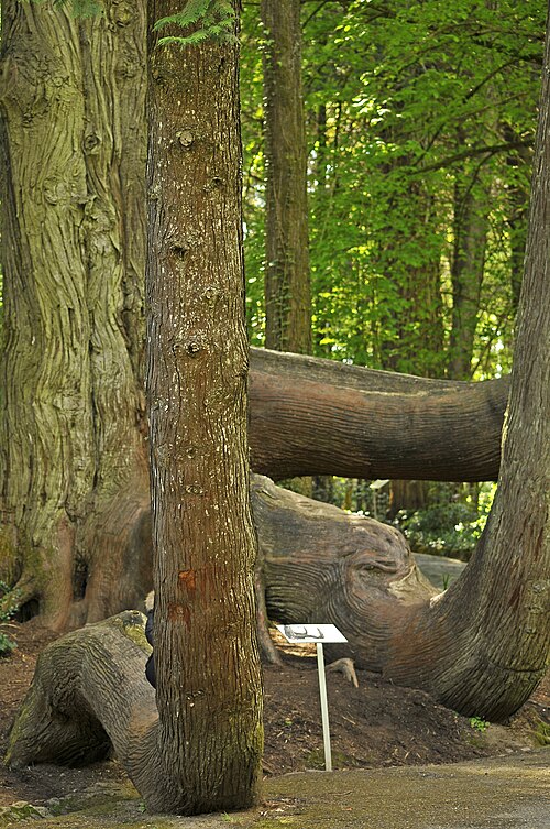 The Walking Tree of Pena