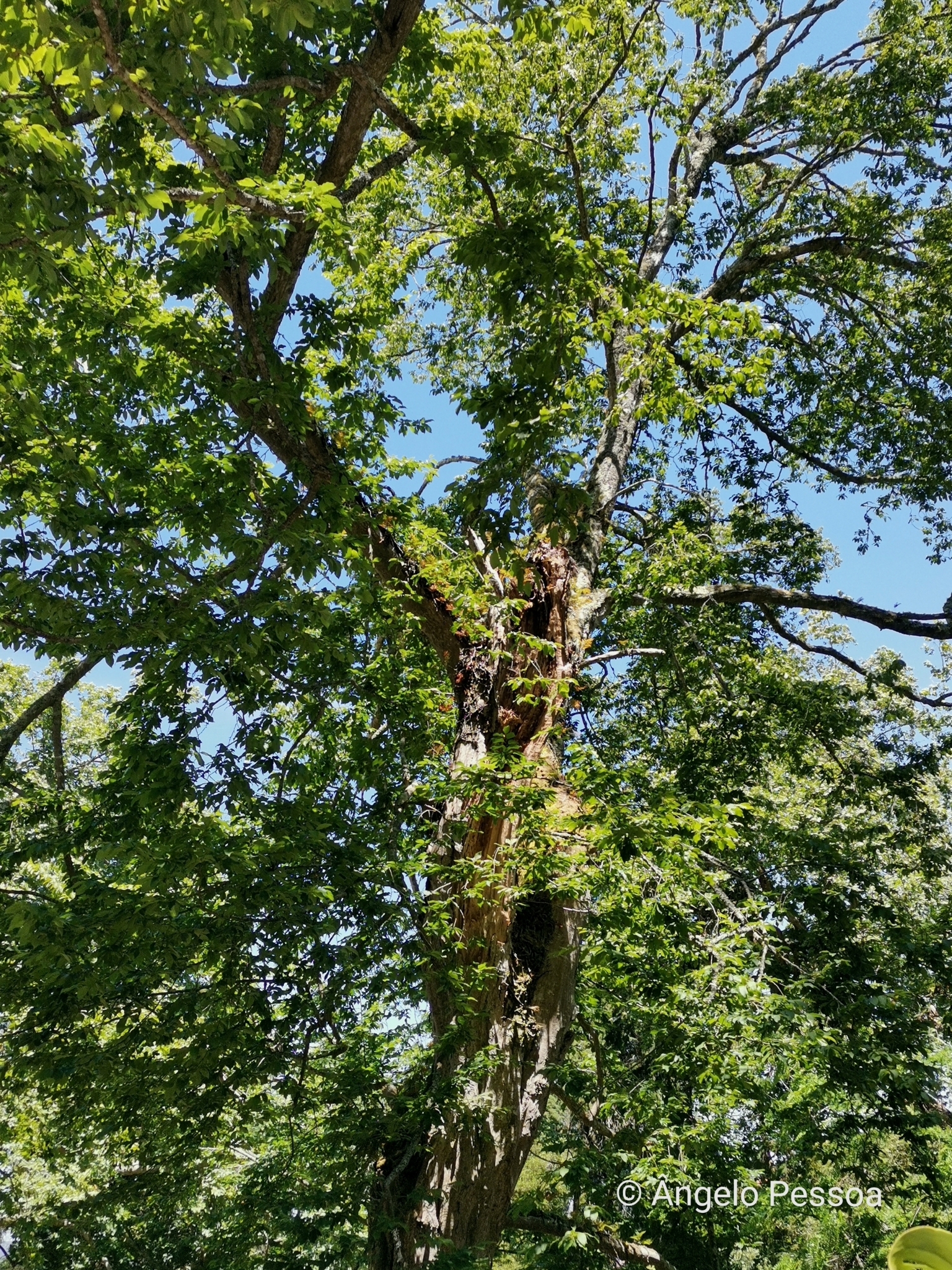 The Fern Cork Oak of Quinta do Relógio