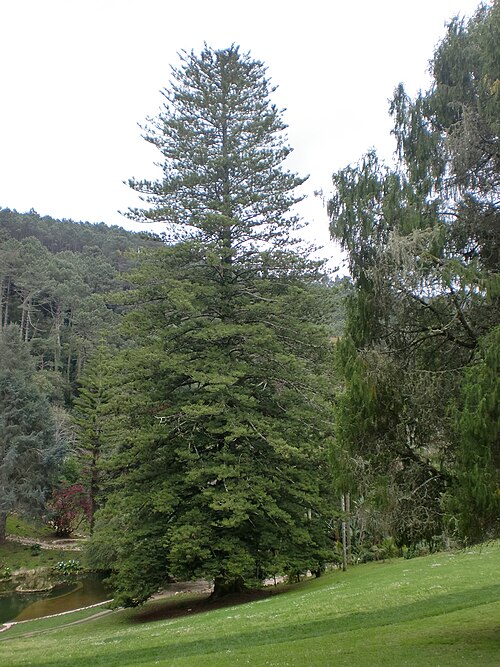 The Araucaria of Monserrate