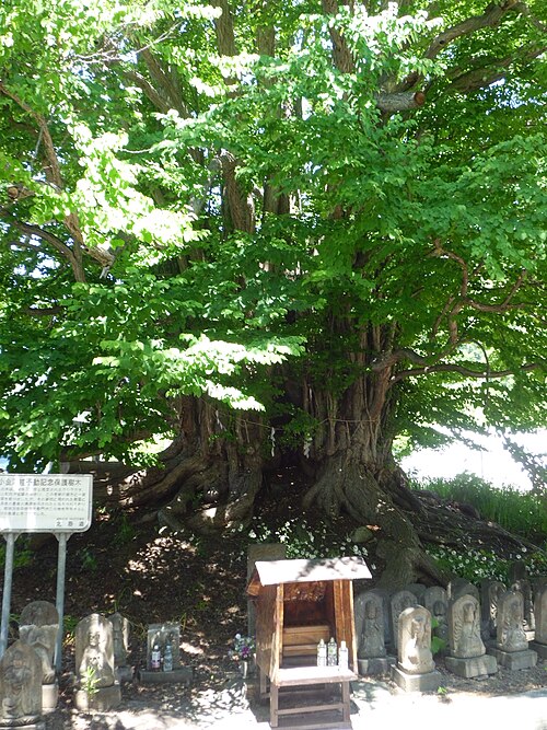 The Katsura Fudo of Koganeyu