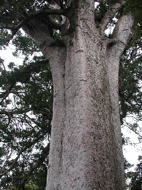 Square Kauri