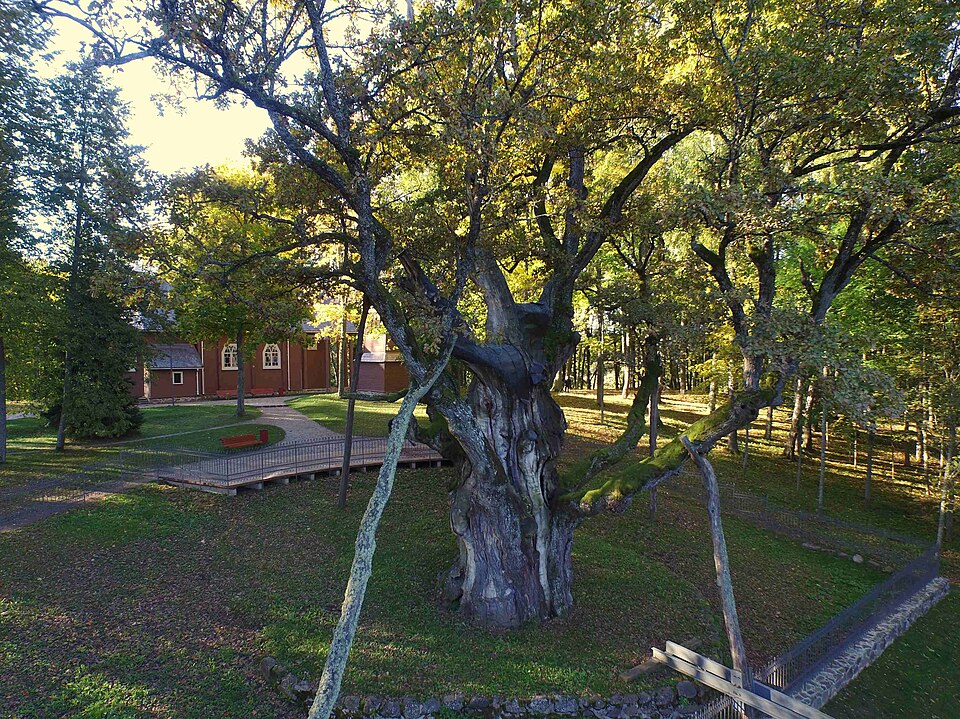 The Stelmužė Oak
