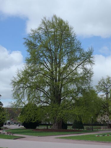 The Ginkgos of Place de la République