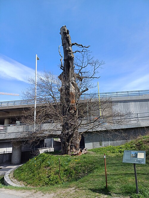 Birger Jarl's Oak