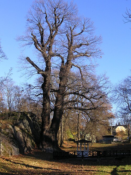 Prince Eugen's Oak
