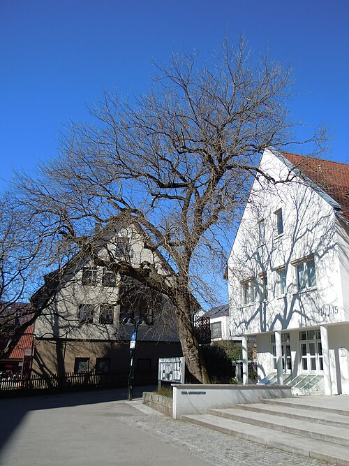 The Oberdorfplatz Mulberry
