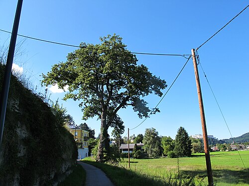 The Oak of Erentrudishof