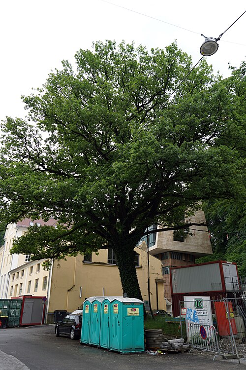 The Oak of Steinbruchstraße