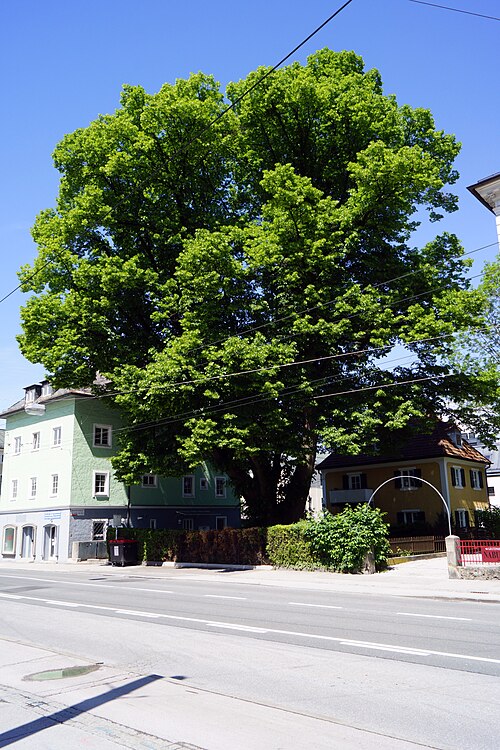 The Lime of Neutorstraße 30a