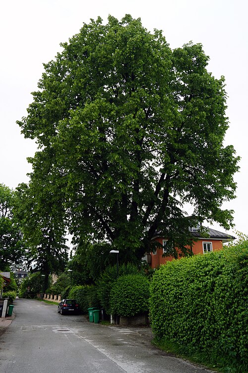 The Lime of Gärtnerstraße
