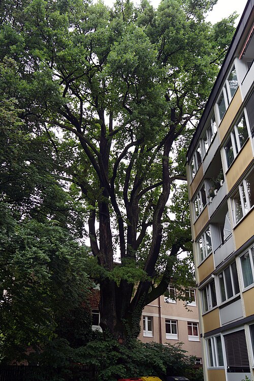 The Courtyard Oak of Aigner Straße
