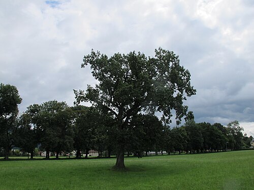 The Meadow Oak of Buchholzhofstraße