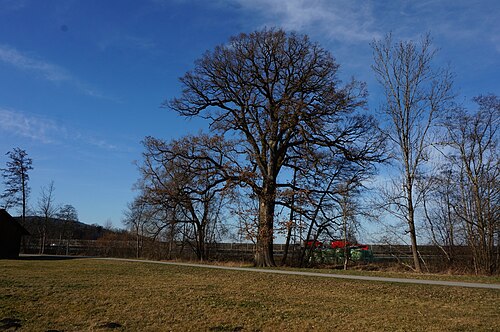 The Tofferl Oak