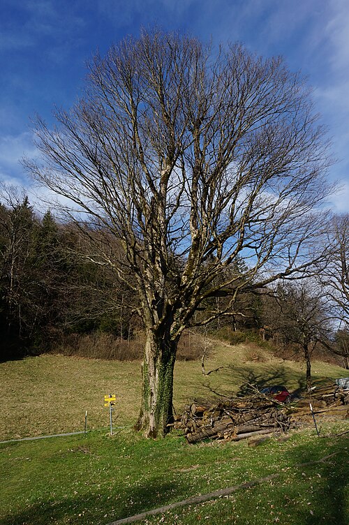 The Sycamore of Schartenbauer