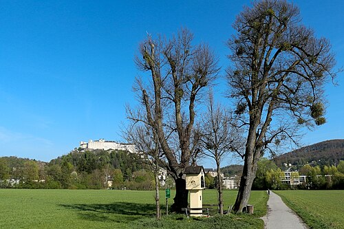 The Lindens of Freisaal