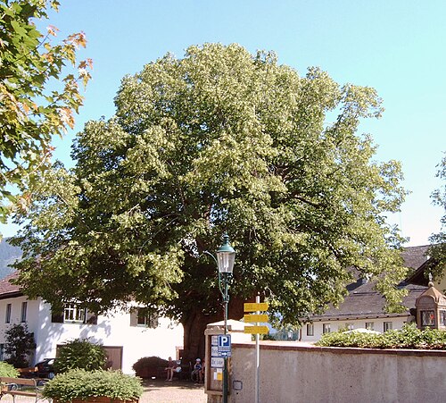 The Thousand-Year Linden of Faistenau