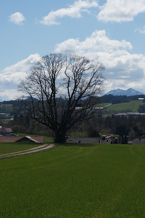 The Gschirrnlinde of Eugendorf