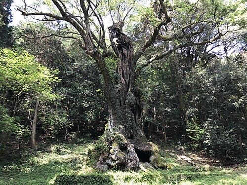 Takeo no Okusu (The Great Camphor of Takeo)