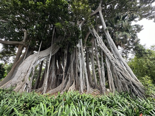 El Gran Ficus
