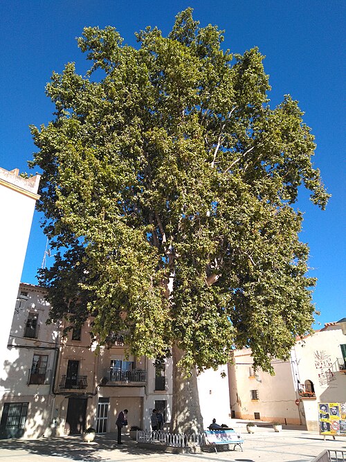 The Plane of the Riera de Gaia Square