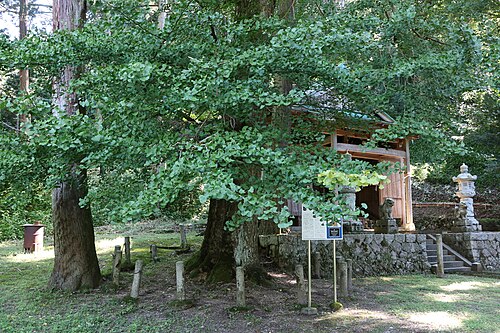 Sugimori Jinja no Ohatsuki Icho