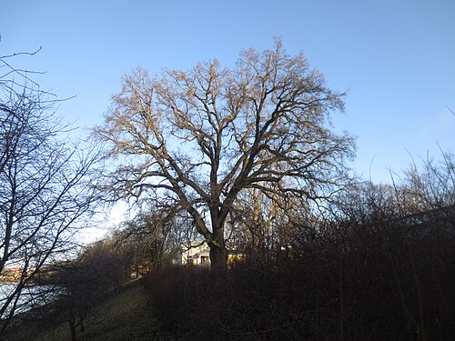 Kalm's Oak