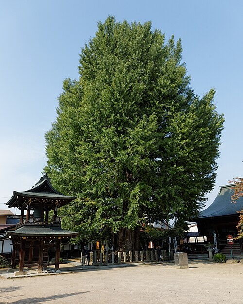 The Great Ginkgo of Hida Kokubunji