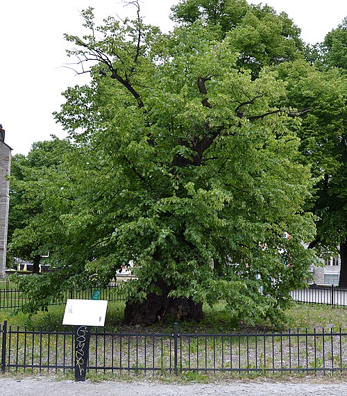 Kelch's Linden (Kelchi pärn)