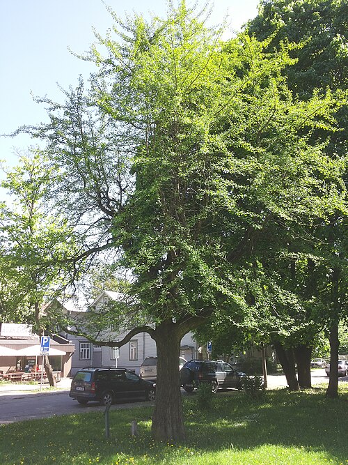 The Süda Street Ginkgo (Süda tänava hõlmikpuu)