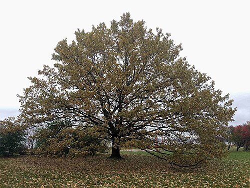 The Russalka Oak