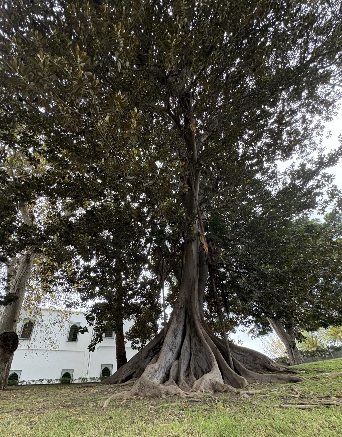 The Moreton Bay Fig of the Mendoubia