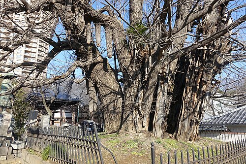 善福寺の大イチョウ（逆さイチョウ）