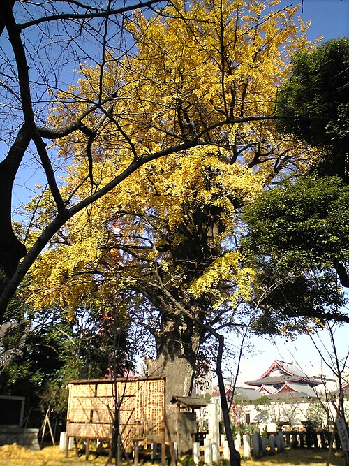 芝東照宮の大イチョウ