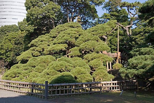 三百年の松