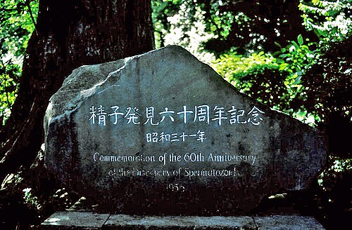 精子発見のイチョウ