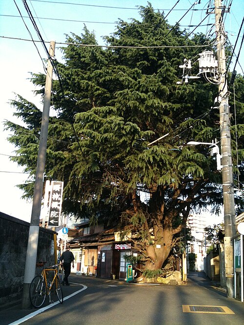 The Himalayan Cedar of Yanaka