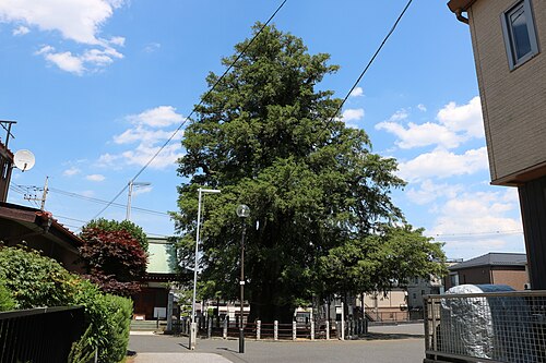 与野の大カヤ